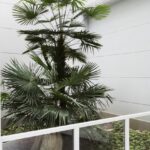 Via Colleasca - Torino - verde