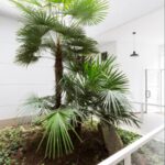 Via Colleasca - Torino Piante